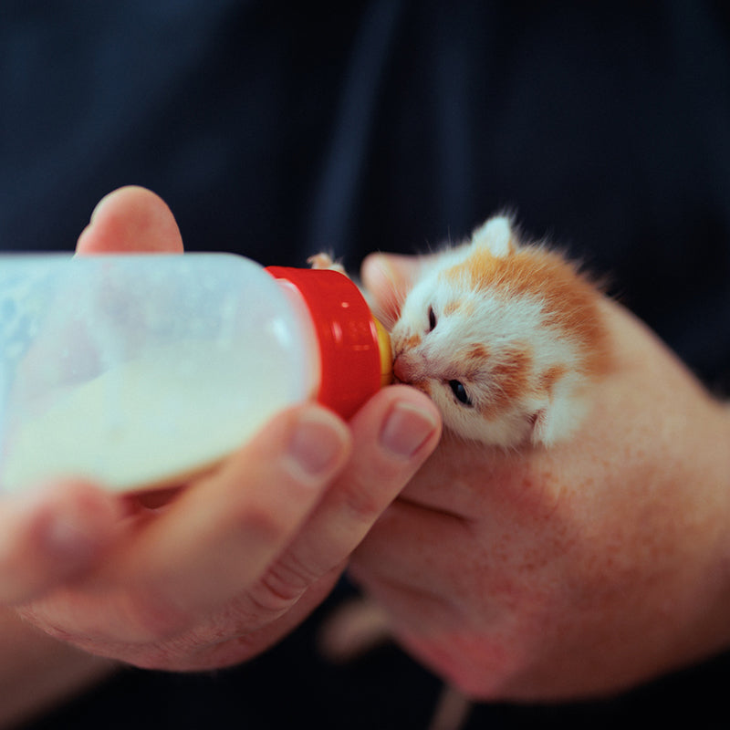 Cost of Care for an Orphaned Kitten