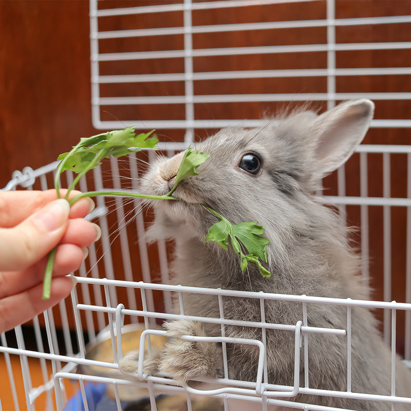 Daily Fresh Veggies