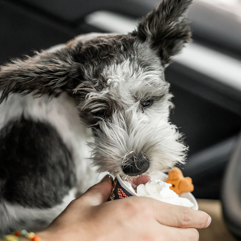 Pup Cup Fund
