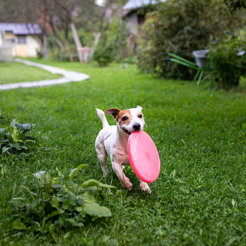 A Dose of Heartworm Treatment
