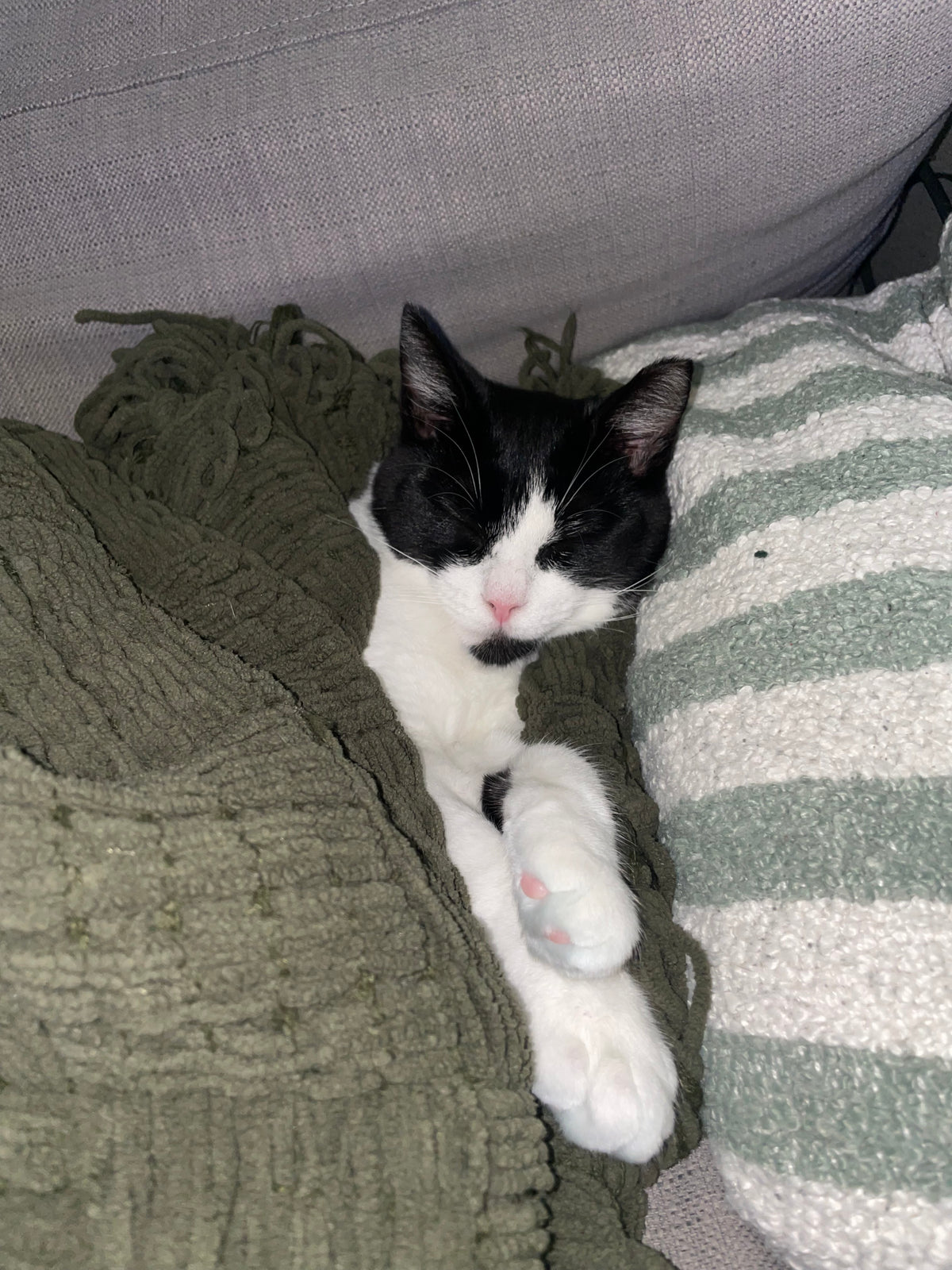 Pawla
