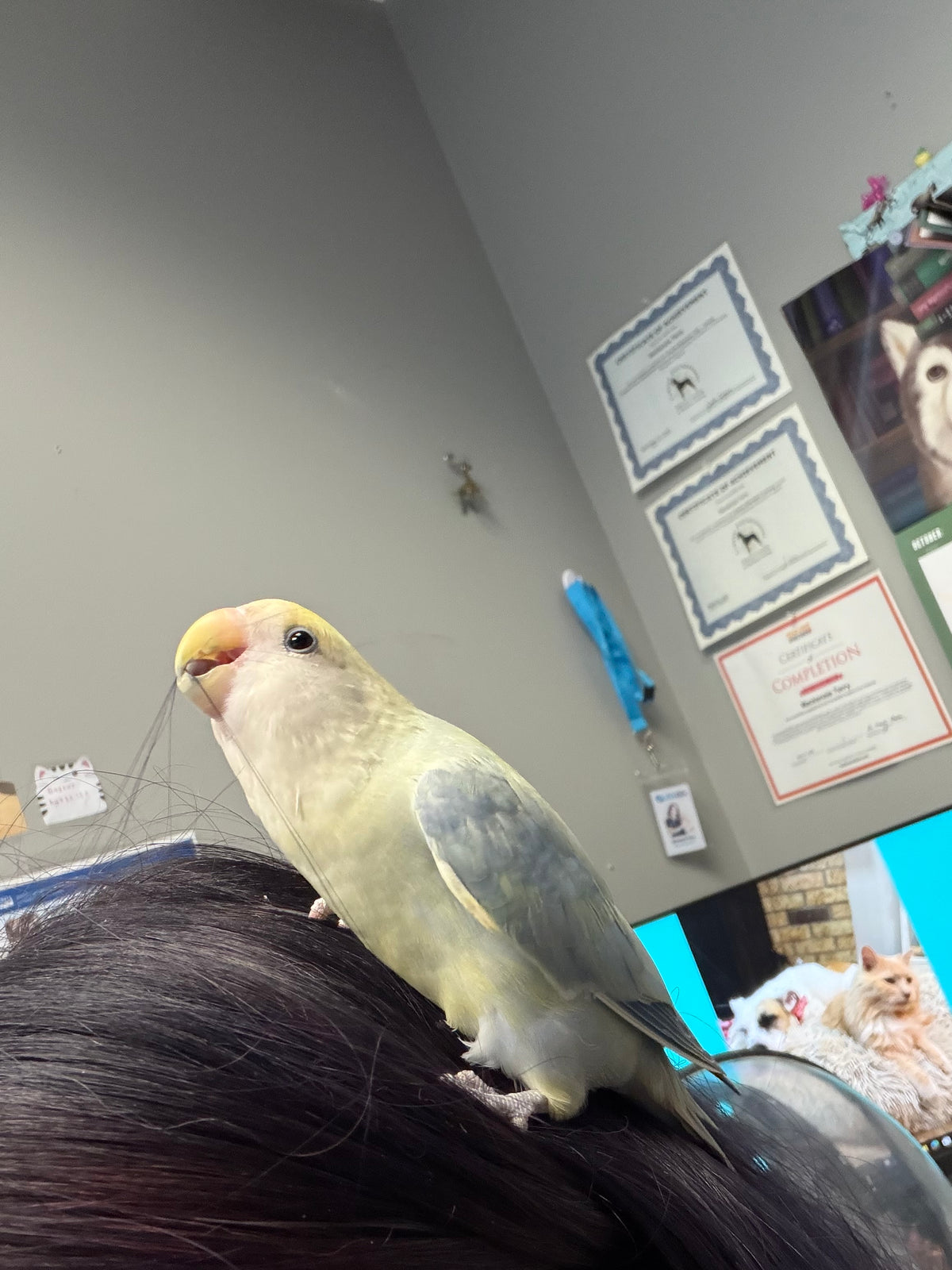 Pico