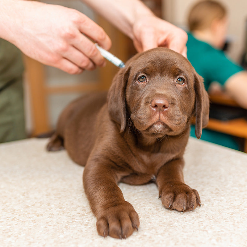 Pet Health Outreach