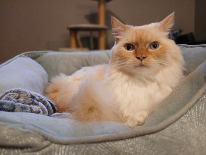 Persi & Peaches (Bonded Pair)