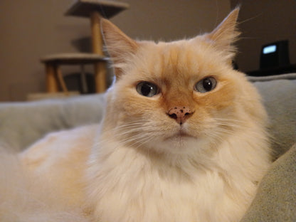 Persi & Peaches (Bonded Pair)