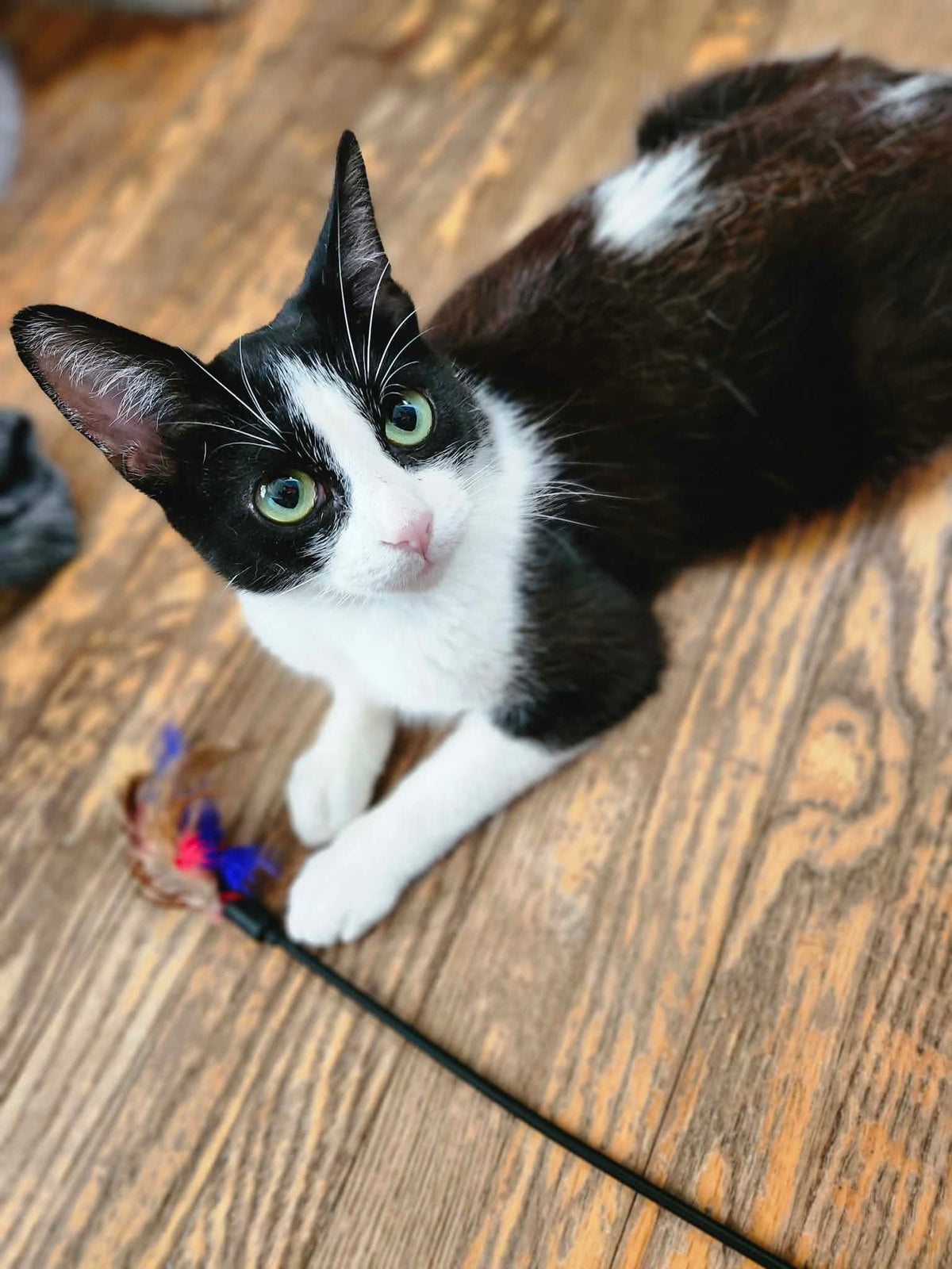 Kala