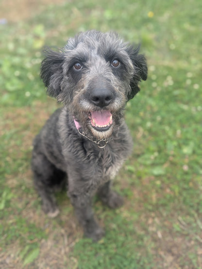 Jovi