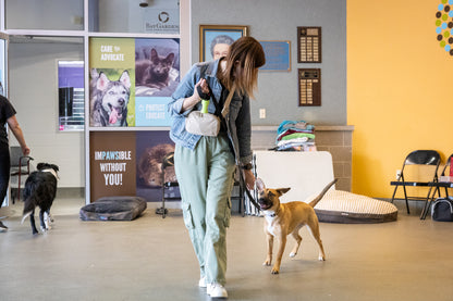 K9 Principles Dog Training
