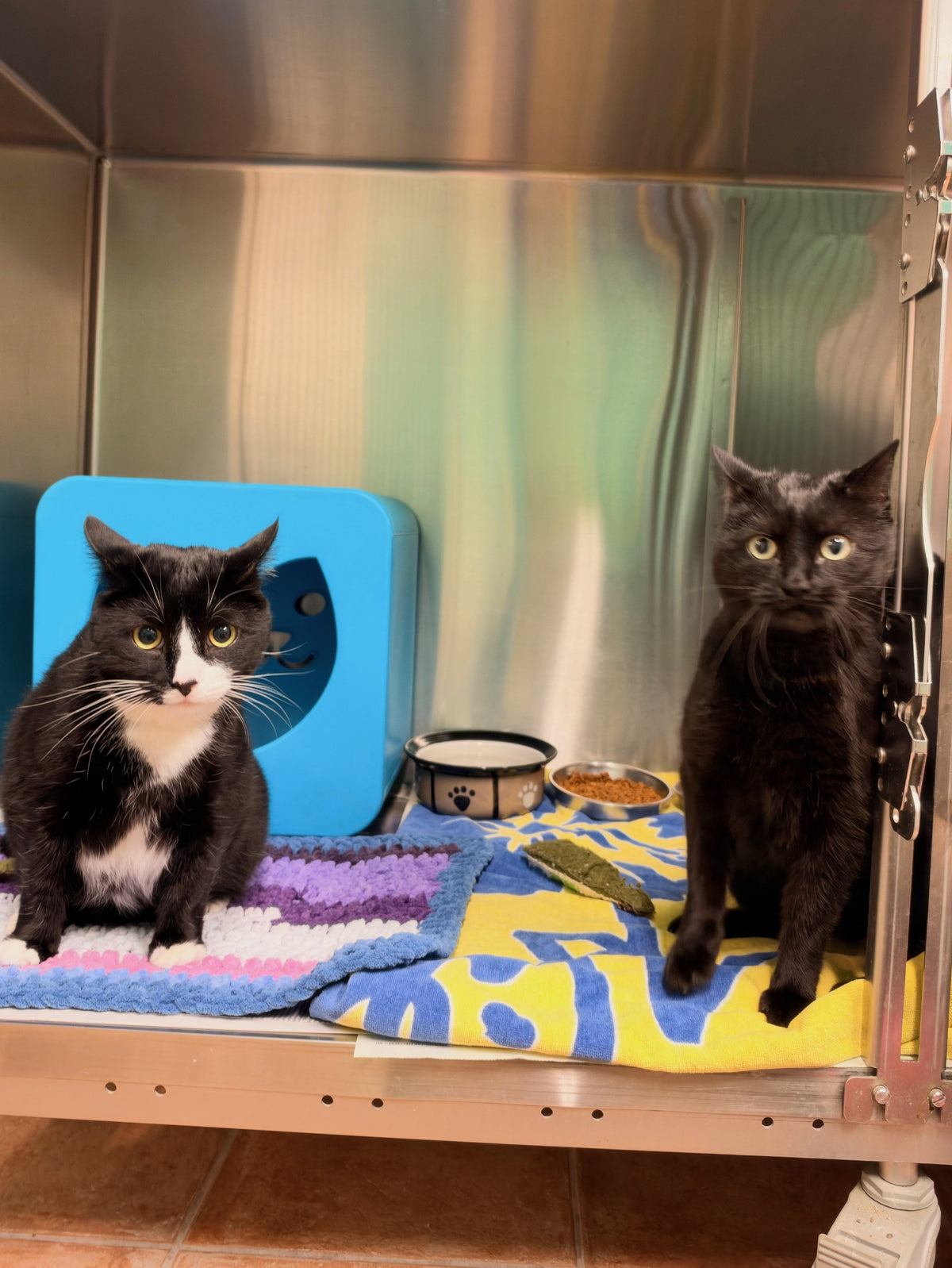 Cronus & Shiva (Bonded Pair)
