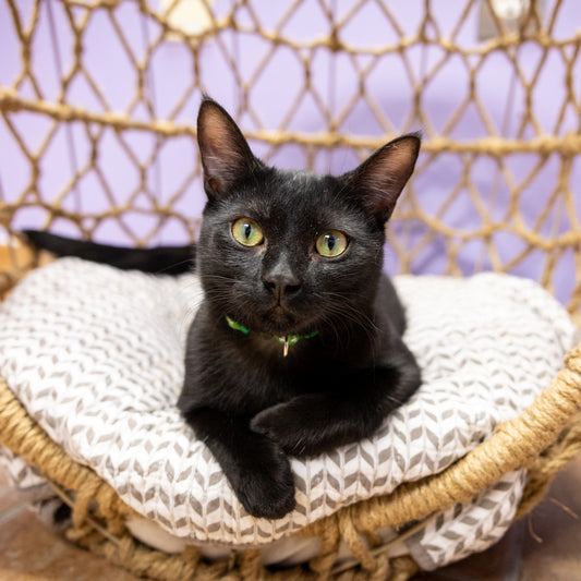 Sponsor a Cat Spay