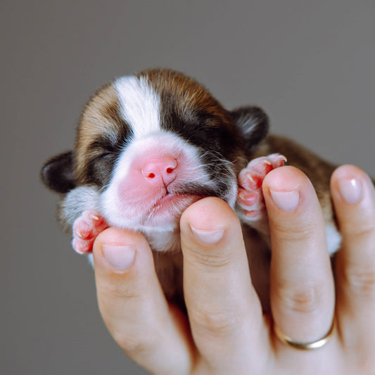 Cost of Care for an Orphaned Puppy