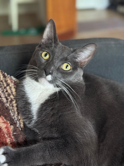 Greyson