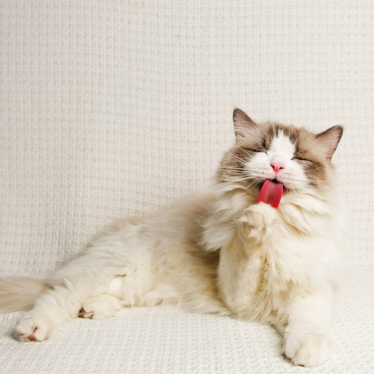 A Fresh Start (For a Shelter Cat)