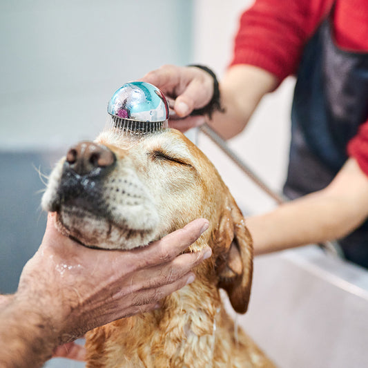 A Fresh Start (For a Shelter Dog)