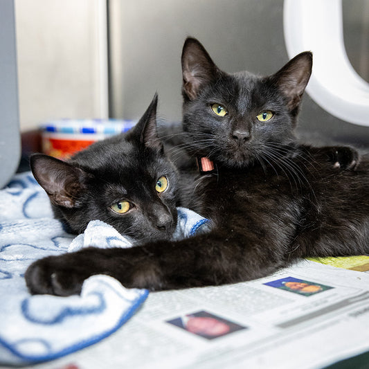 Daily Cost of Care for a Bonded Pair (Cats)