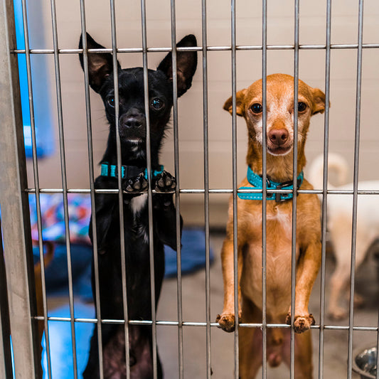 Daily Cost of Care for a Bonded Pair (Dogs)