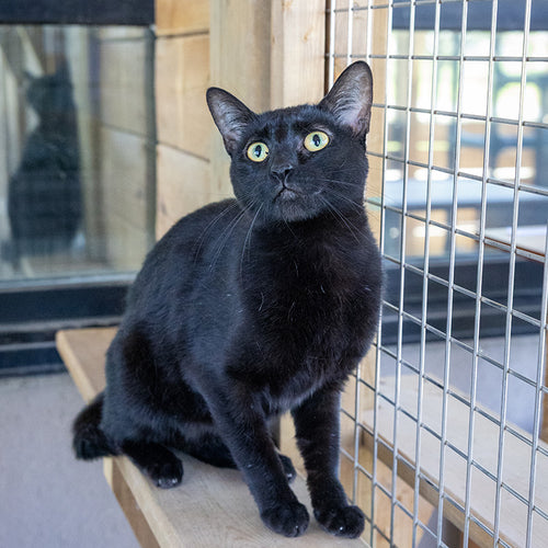 Catio Enrichment