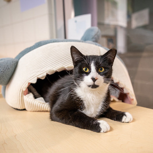 Cozy Cat Bed