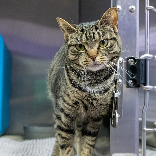 Flea Treatment & Deworming for a Shelter Cat