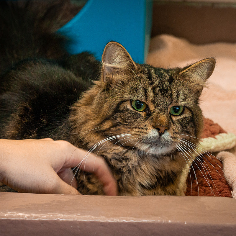 Senior Cat Care