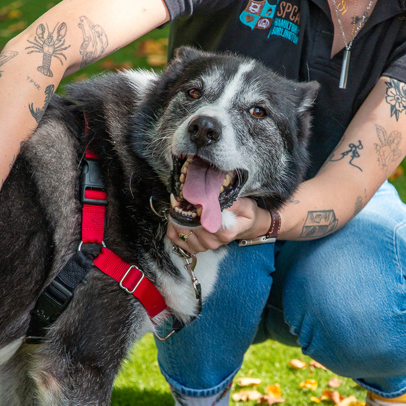 Senior Dog Care