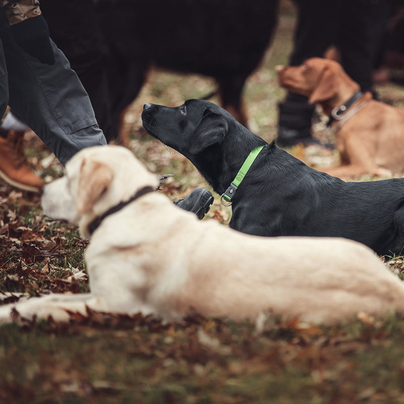 Sponsor Obedience Classes for a Dog in Need