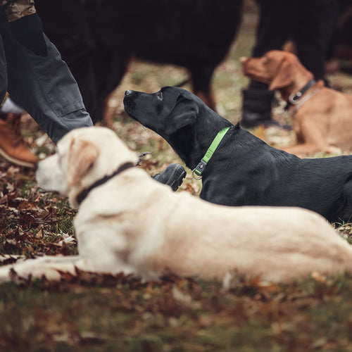 Sponsor Obedience Classes for a Dog in Need