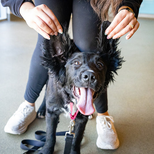 Sponsor a Dog Adoption