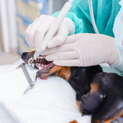 Sponsor Life-Saving Dental Work