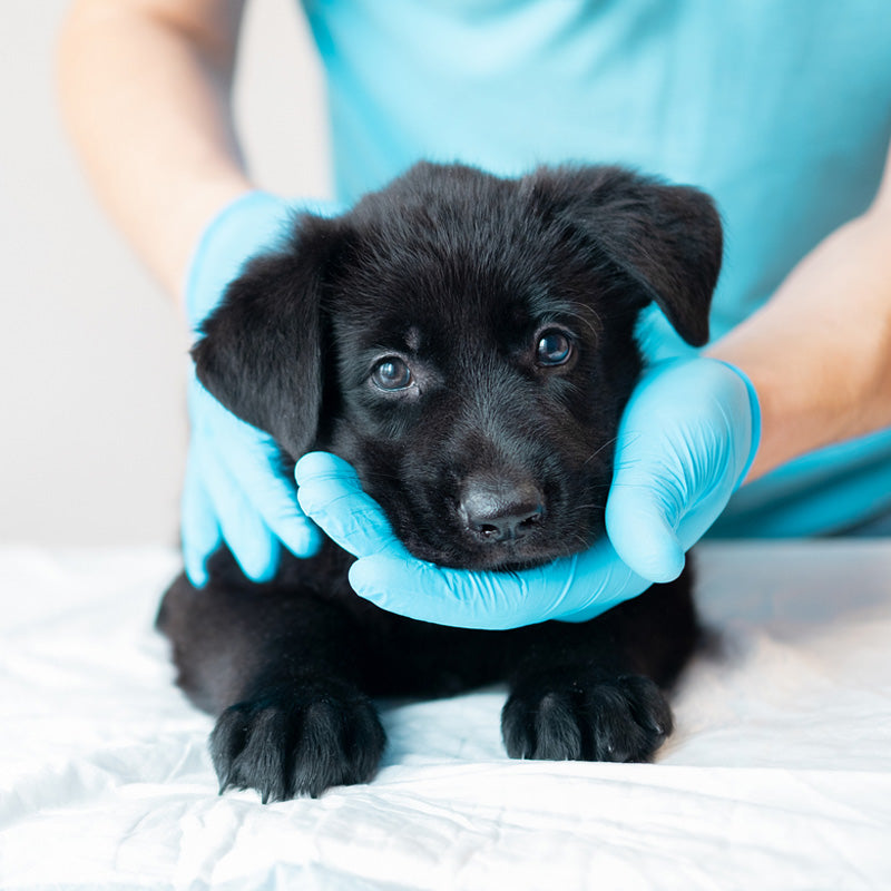 Core Vaccines for Puppies and Kittens