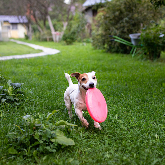 A Dose of Heartworm Treatment