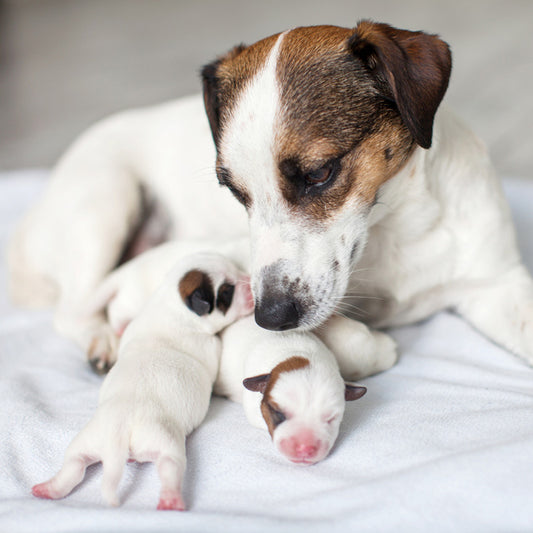Flea Treatment for Kittens and Puppies