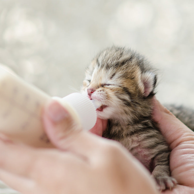 Orphaned Kitten Formula – One Day Supply
