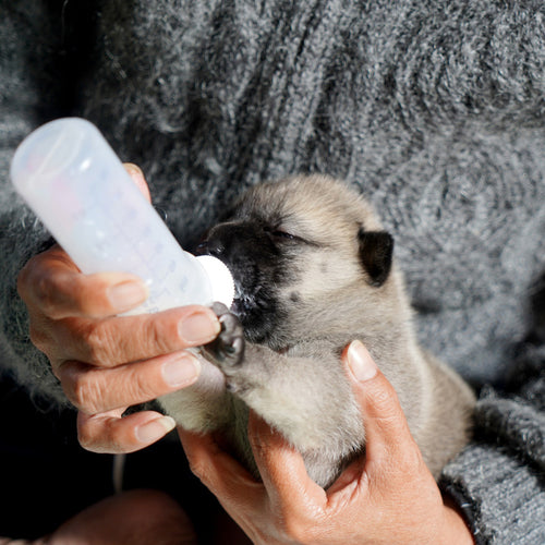 Orphaned Puppy Formula – One Day Supply