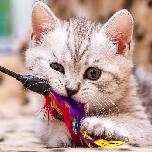 Treats and Toys for Kittens