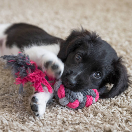Treats and Toys for an Energetic Puppy