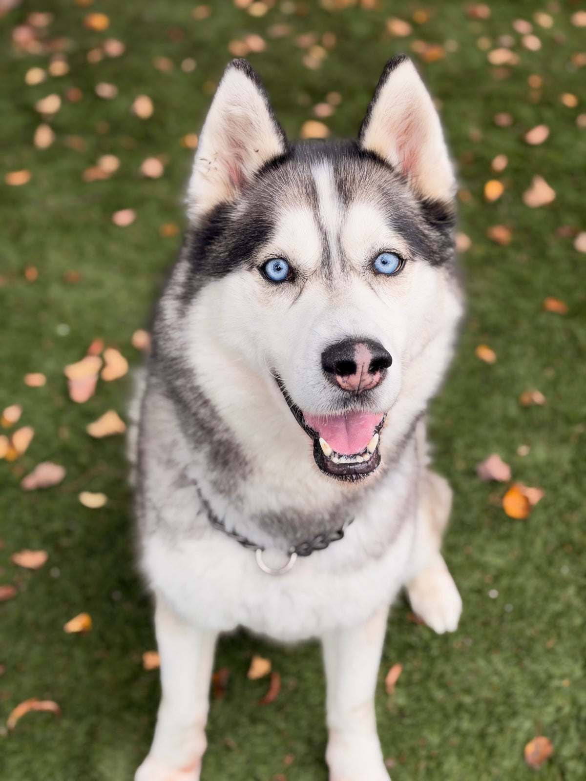 Loki