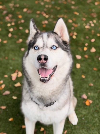 Loki