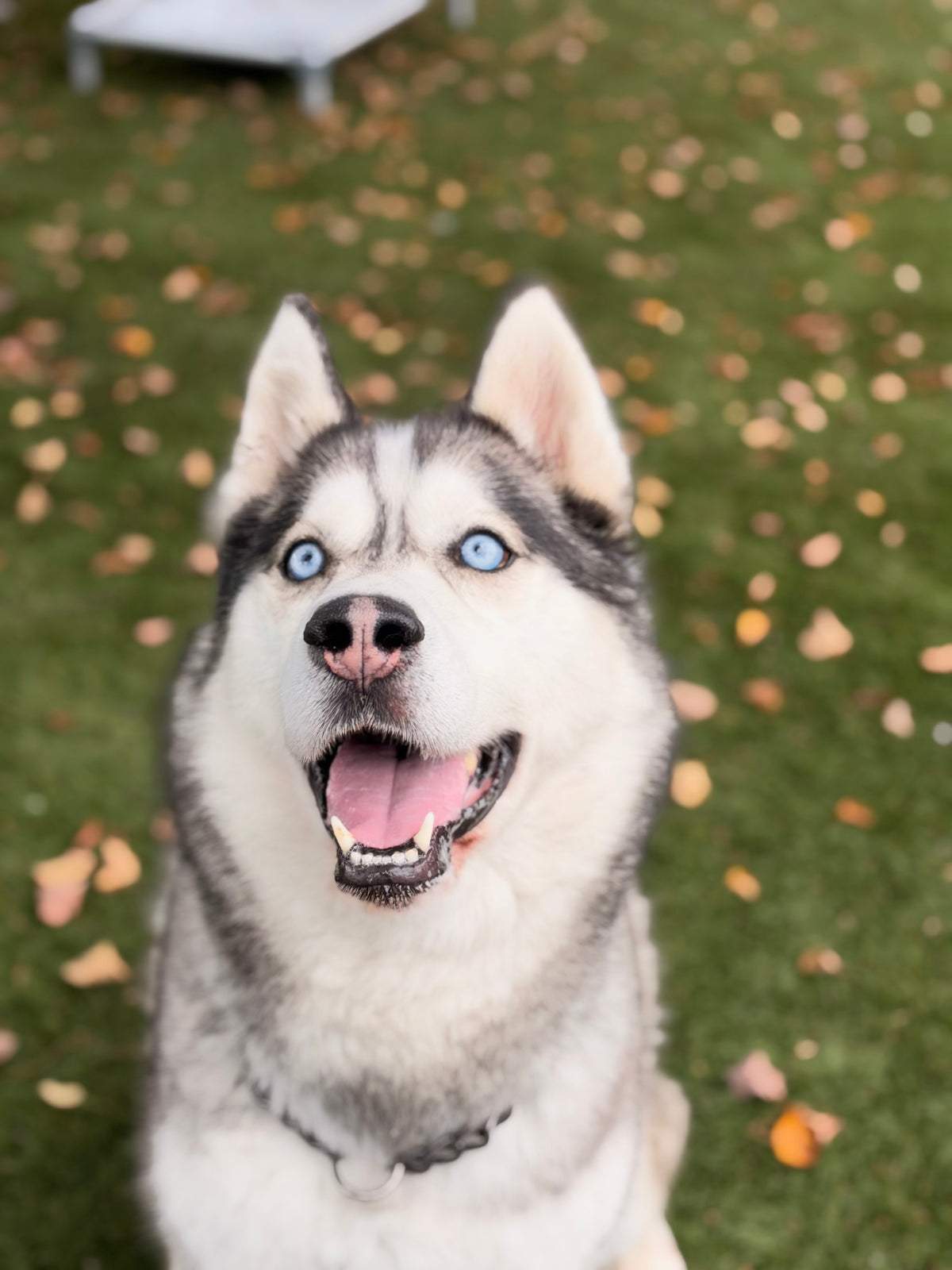 Loki