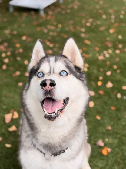 Loki