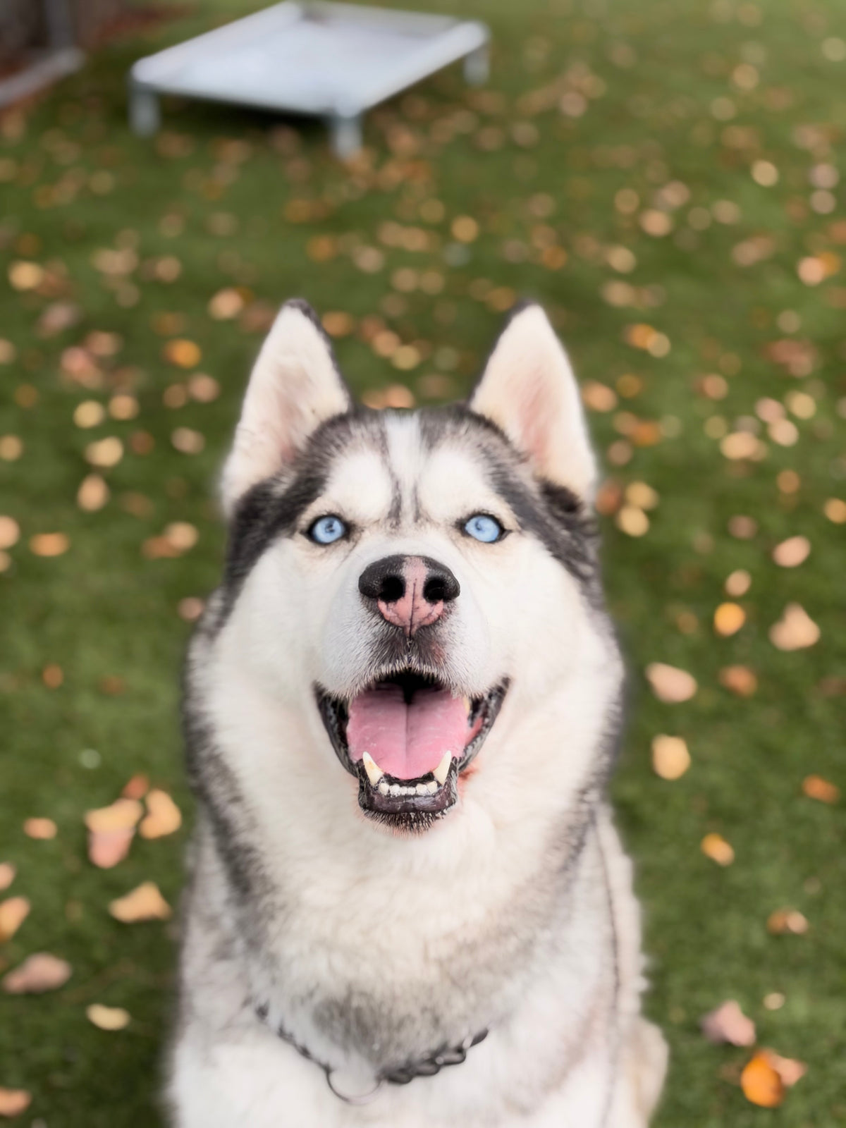 Loki
