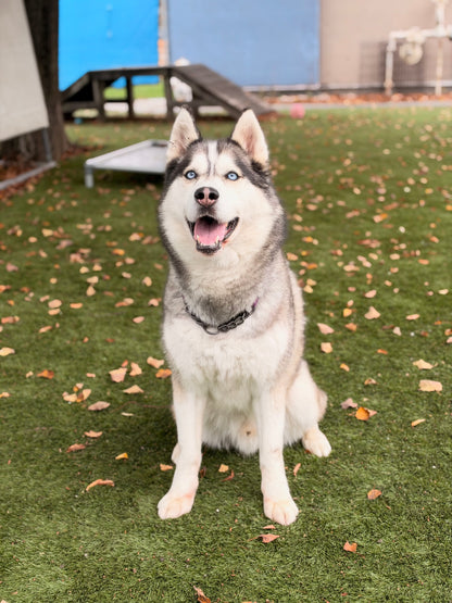 Loki