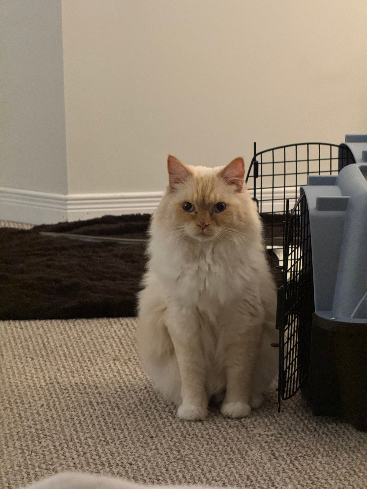 Persi & Peaches (Bonded Pair)