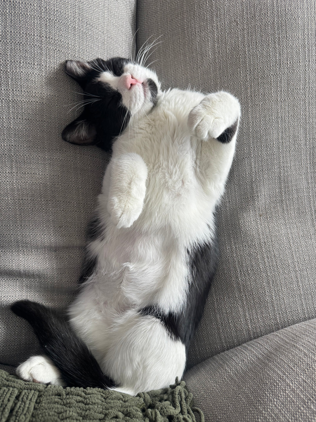 Pawla