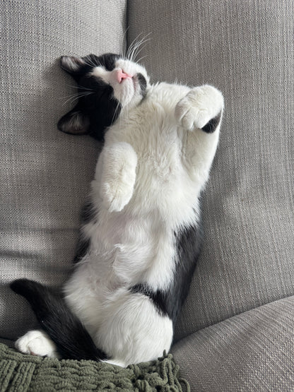 Pawla