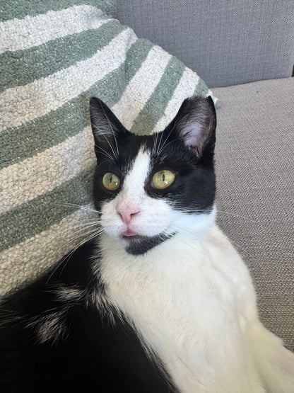 Pawla