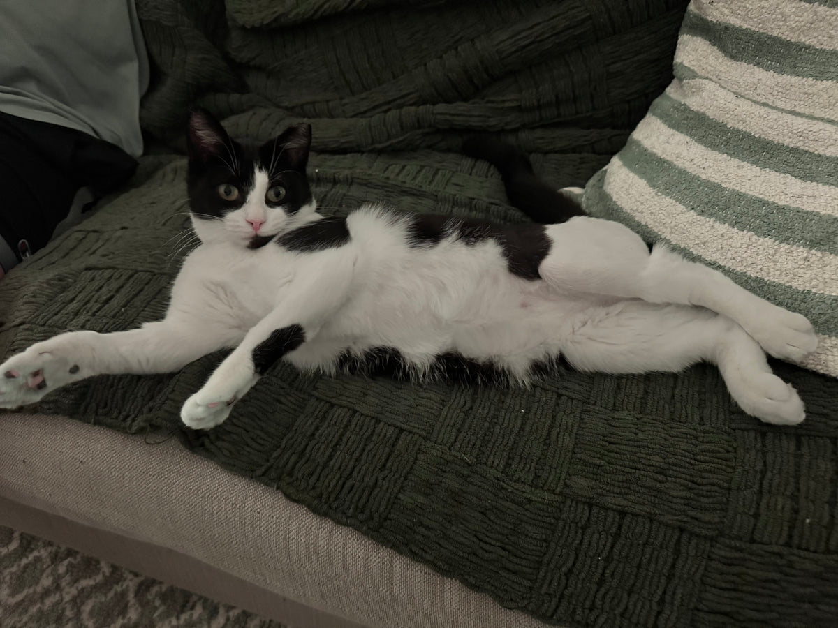 Pawla