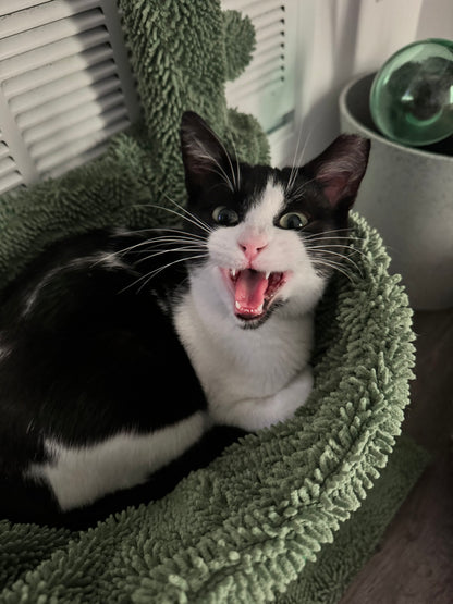 Pawla