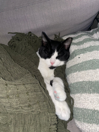 Pawla