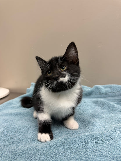 Jin